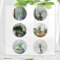 120 Pcs Elefantenfuß Samen - Beaucarnea Recurvata - Geschenke Für Gärtner, Gartendeko Für Draußen Beaucarnea Samen, Zimmerpflanzen Groß, Grünpflanzen Zimmerpflanzen Winterharte Pflanzen