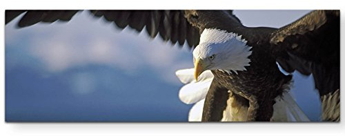 Paul Sinus Art Leinwandbilder | Bilder Leinwand 120x40cm Seeadler
