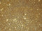 H+V Paul Kamm® 100g Premium-Glitter Zusatz Wandfarbe Deckenfarbe Glitzer