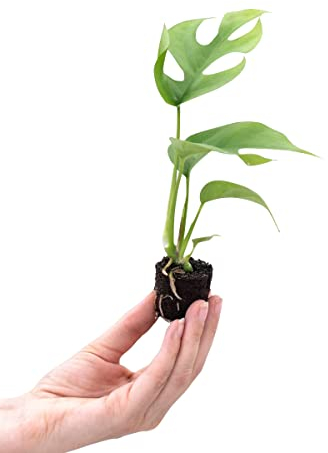 Baby Rhaphidophora Tetrasperma Mini Monstera