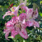 2 pcs lilien zwiebeln kaufen - Lilium brownii - winterharte blumen, bodendecker winterhart riesenlilien baumlilien winterhart knollen topfpflanzen für draußen, steingarten pflanzen