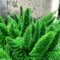zierspargel samen, Asparagus densiflorus samen balkonpflanzen, sommerblumen wildblumenwiese bodendecker gartenblumen, gartenpflanzen ziergras Fuchsschwanz Farn, steingartenpflanzen 180pcs