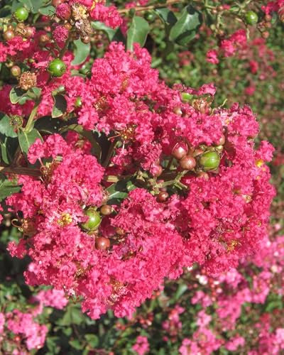 Lagerstroemia indica Rosa Rosea Pac pianta in vaso ø17 cm Vivaio di Castelletto