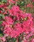 Lagerstroemia indica Rosa Rosea Pac pianta in vaso ø17 cm Vivaio di Castelletto