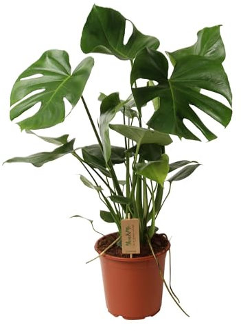 Monstera deliciosa - 50-60cm - Ø21cm - Pianta d'appartamento - Sempreverde