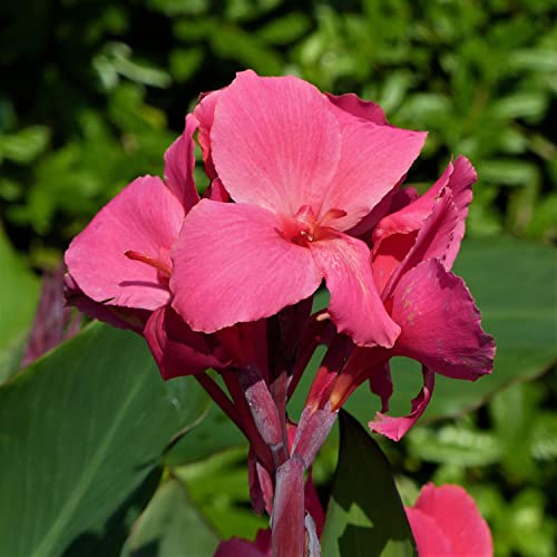Piantare bulbi di canna e giardini ornamentali-3Bulbis