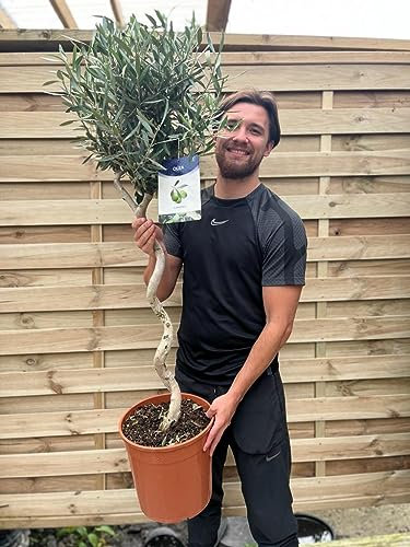 4.5ft Thick Twisted Stem Olive Tree | Hardy Evergreen Potted Tree | 130-140cm