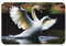POEZJZW Schwan Tanzende Fußmatte, für drinnen und draußen, Teppich für Badezimmer, Küche, Dusche, Fußmatte, 40 x 60 cm
