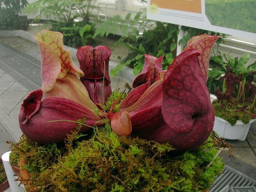 Seeds 10 Carnivore Sud Viola Pitcher Plant Seeds Venosa Burkii Fiore
