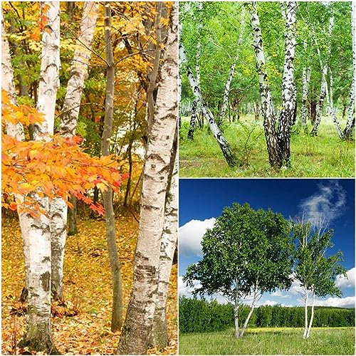 50 pezzi di betulla bianca acquistare semi – piante da camera esotiche Betula platyphylla,albero di betulla, piante rare, per giardino, piante da giardino roccioso