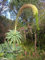 Portal Cool Agave Attenuata - Fuchs Agave - 10 frische Samen - Schöne w Agave