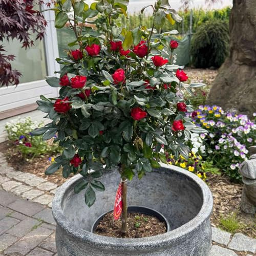 Garten-Schlüter® Topf-Rose Zepeti® - kompakte Beetrose - extrem robust & pflegeleicht - leuchtend rote Dauerblüte - hitzeresistent - pflegeleicht - hohe Pilzresistenz (7,5 Liter Topf Stamm)