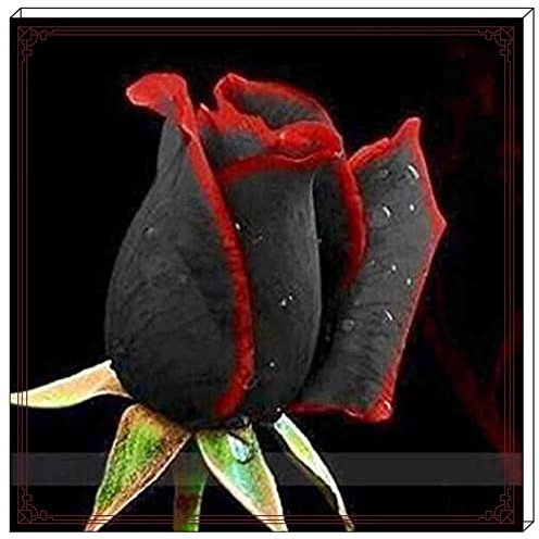 Rosen Zwiebeln-Winterhart Mehrjährig Rosen Pflanzen Rosen Pflanzen Winterhart Rosenrhizom Rosenzwiebel Rosenpflanze Rose Pflanze Pflanzen Winterhart Pfingstrosen Pflanzen Winterhart-2zwiebeln-a