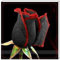 Rosen Zwiebeln-Winterhart Mehrjährig Rosen Pflanzen Rosen Pflanzen Winterhart Rosenrhizom Rosenzwiebel Rosenpflanze Rose Pflanze Pflanzen Winterhart Pfingstrosen Pflanzen Winterhart-2zwiebeln-a