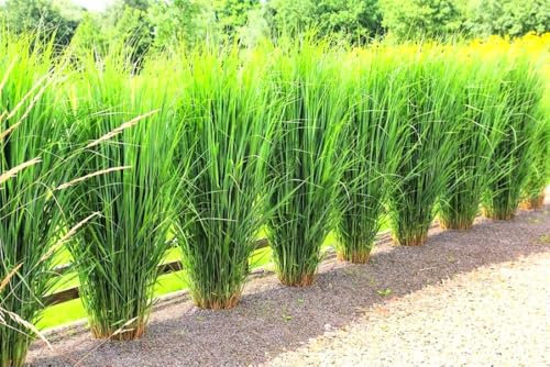 1 x Panicum virgatum 'Northwind' im Topf (Ziergras Gräser Winterhart Mehrjährig Staude) Echte Rutenhirse - EXTREM aufrecht stehend als perfekter Sichtschutz (2)