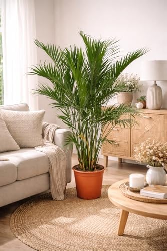 Chamaedorea cataractarum – Mexikanische Bergpalme 70-100 cm | Pflegeleichte Zimmerpflanze | Luftreinigend & dekorativ | Ideal für Wohnzimmer, Büro & Schlafzimmer