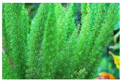 Stk - 10x Asparagus densiflorus Mazeppa Strauch Garten Pflanzen - Samen B722 - Seeds & Plants Shop by Ipsa