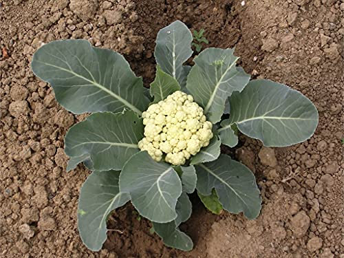 Lotto di 250 Semi di Cavolfiore Meraviglia di Tutti - Varietà tradizionale - Molto facile da coltivare per i principianti - Germinazione garantita - Semi riproducibili