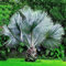 20 Stücke Seltene Mehrjährige Pflanze Palme Samen Tropische Cycas Garten Hof Dekor Blume Obst Baum Gemüse Samen Palmensamen 20St