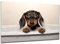 DARO Design - Toiletten-Bild auf 6mm HDF 84x56 cm Hunde-Welpe Dackel in der Badewanne - Wand-Deko Bilder Lustiges Geschenk