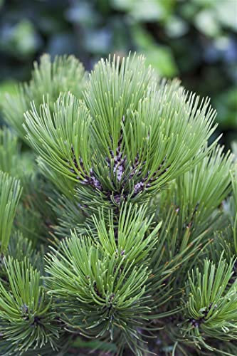 Pinus heldreichii 'Den Ouden' 25-30 cm - Bosnische Kiefer, immergrün, ideal für Steingärten und Kübel, winterhart und pflegeleicht