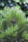 Pinus heldreichii 'Den Ouden' 25-30 cm - Bosnische Kiefer, immergrün, ideal für Steingärten und Kübel, winterhart und pflegeleicht