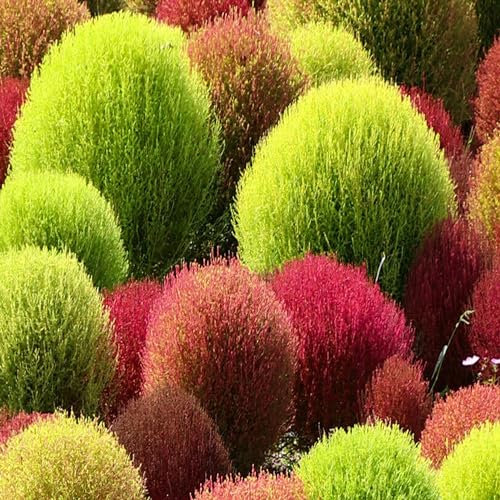 300 Semi di Kochie a Scopa detto Cipresso estivo (kochia scoparia) - semi riproducibili - SemiSelvaggio