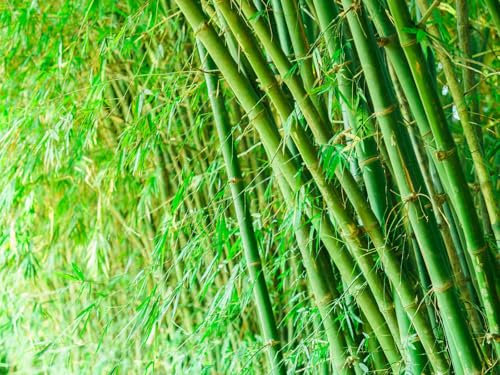 Bisset Bamboo Perfect for Screening | Fast-Growing, Evergreen | Large Size | Instant Tall Hedging | Pack of 5 (250-300cm Tall)
