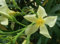 Pianta di OLEANDRO GIALLO nerium Oleander cespuglio IN VASO 16 AMDGarden