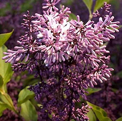 Hochstamm Spanischer Flieder Miss Kim 60-80cm - Syringa patula