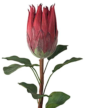 Blanketswarm King Protea-Blumen, Künstlich, Fühlt Sich Echt An, Seiden-Protea-Blumenstrauß, Tropische Seide, Hohe Blumenarrangements, Künstliche Blumen, Tafelaufsätze für Tische, Hochzeit,(Dunkelrot)