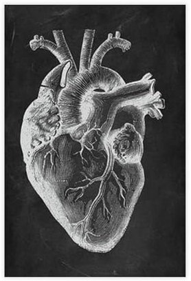 Poster mit Herz-Anatomie, Bildungsposter, menschliches Organ, medizinisches Bild, Klinik, Arzt, Büro, Fitnessstudio, Dekoration, Schwarz-Weiß, Vintage-Leinwanddruck, Poster, Leinwand, Poster,