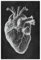 Poster mit Herz-Anatomie, Bildungsposter, menschliches Organ, medizinisches Bild, Klinik, Arzt, Büro, Fitnessstudio, Dekoration, Schwarz-Weiß, Vintage-Leinwanddruck, Poster, Leinwand, Poster,