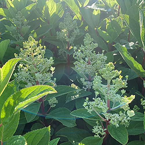 Niedrige Rispenhortensie Baby Lace cremeweiß - Hortensie winterhart & mehrjährig - Hydrangea paniculata - 1 Pflanze von Garten Schlüter - Pflanzen in Top Qualität