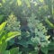 Niedrige Rispenhortensie Baby Lace cremeweiß - Hortensie winterhart & mehrjährig - Hydrangea paniculata - 1 Pflanze von Garten Schlüter - Pflanzen in Top Qualität