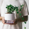 500 pz Vera pianta di edera pendente - Hedera helix - vere piante in vaso, giardino regalo, semi d'edera resistenti, pianta da interno edera piante d'appartamento che purificano l'aria