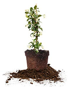 Perfect Plants Confederate Jasmine Live Plant, 1 Gallon Pot, Includes Care Guide
