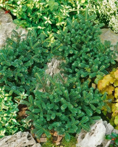 Koreatanne 'Oberon' 50-60 cm Topf Abies koreana winterhart immergrün