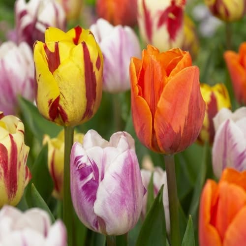 Green boutiQ - Bulbes de fleurs - Mélange de tulipes Flaming Beauty - Couleurs variées - 15 pièces - Taille de bulbe 11/12 - Pack XXL