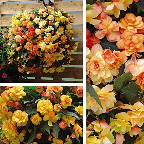 Begonia Illumination Apricot Shades Improved Gardening Outdoor Bedding Plant Half- Hardy Perennial Garden Plants Easy to Grow Your Own 30x Garden Ready Plants Flowers Delivered by Thompson and Morgan