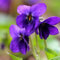 Semi di viola profumati - copertura del terreno, pianta perenne Viola odorata - piante da balcone resistenti del giardino erbe Piante resistenti all'esterno Piante 150pcs