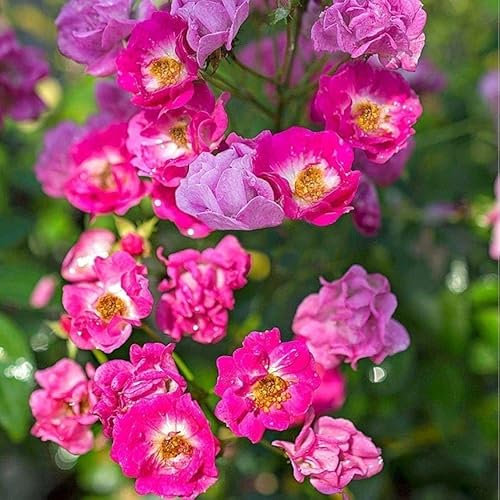 Rosa PRETTY POLLY PINK ® Meilland ROSA A MAZZI a cespuglio in vaso 19 cm AMDGarden