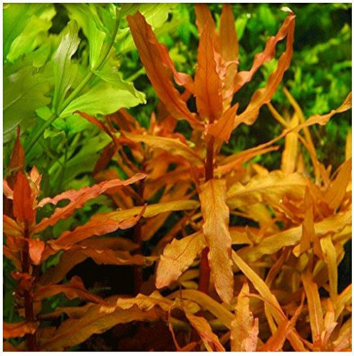 AquaPlants Kleine Cognac Pflanze/Ammannia senegalensis - 1 Bund