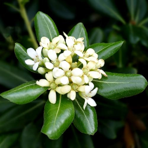 Pianta vera di Pittosporum tobira - Diametro Vaso Ø 18 cm