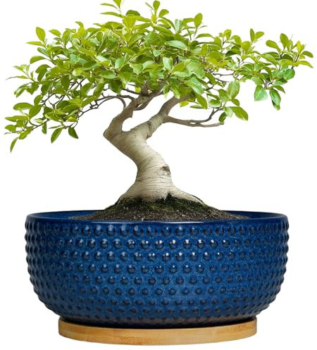 EPFamily Bonsai Pots - 8 Inch Ceramic Pots for Succulent Plants & Bonsai Tree, Planter with Drainage Hole and Saucer, Modern Round Decorative Flower Planters, House Decor, GIFS for Women Man, Blue