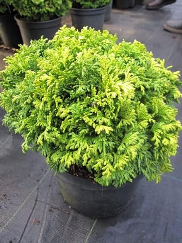 Chamaecyparis pisifera Nana - Zwerg-Sawara Scheinzypresse 20-25