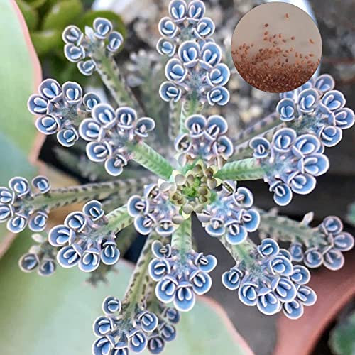 emillas de Kalanchoe, 100 piezas Suculentas Fáciles de cultivar Prolíficas Resistentes a la intemperie Decoración de jardín tropical Flores decorativas Plantas Balcón Kalanchoe Suministros d Sem
