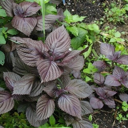 Semillas silvestres albahaca Beefsteak planta herbácea (Perilla frutescens) de 50 Semillas