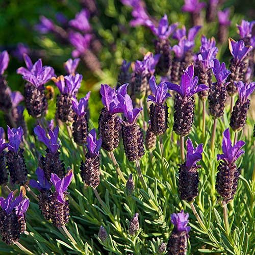 Pack of 6 French Lavender 'Stoechas' Perennial Garden Plug Plants