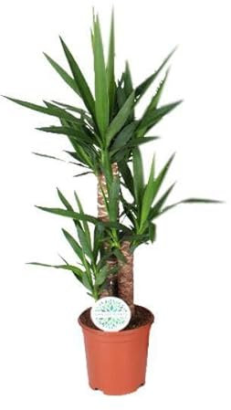 Yucca – Ø 21 cm – 90 cm